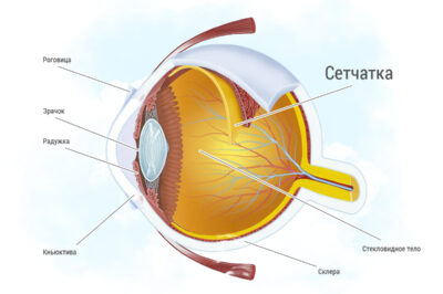 Петербургские разработчики обучили нейросеть определять патологию сетчатки глаза